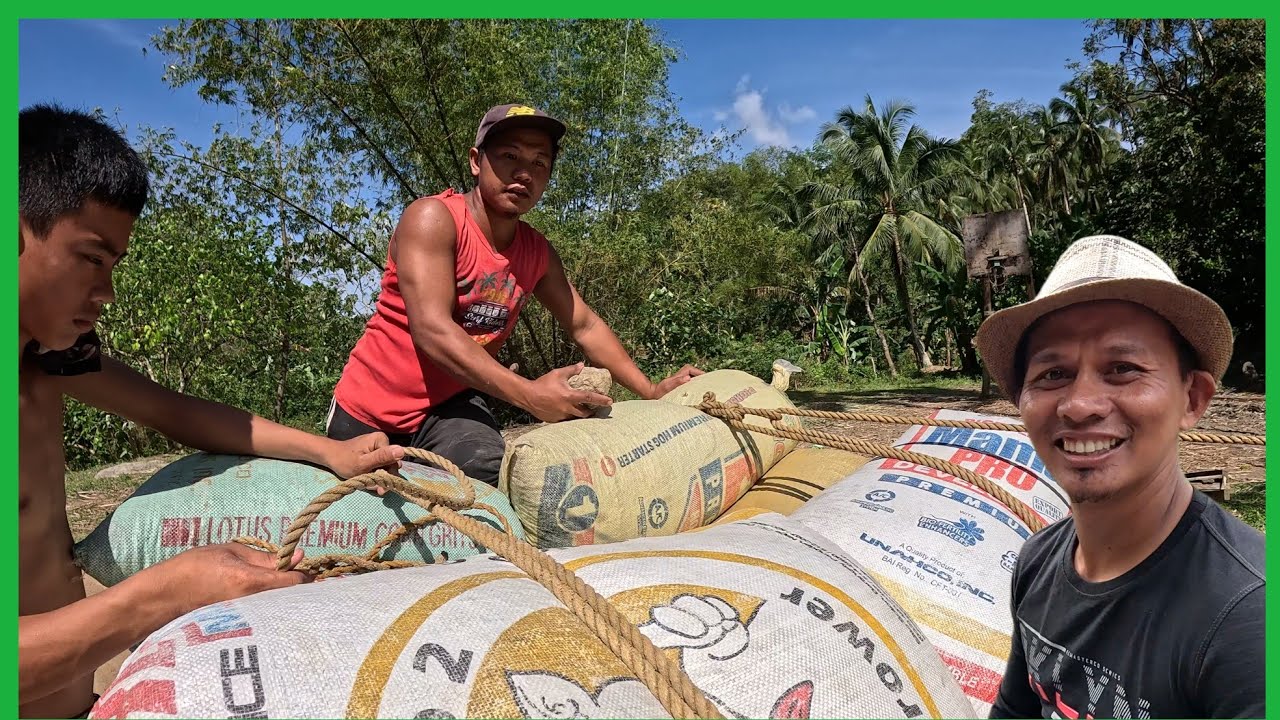 Serbisyo MUNA SI PALO NGAYON PARA MAG HATID SA MGA ANI NA KAPE NI PARE..BUSY DAY SA KUBO