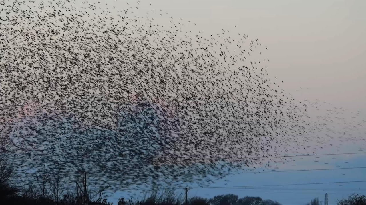 Bedtime at RSPB Frampton, Murmuration of starlings meet up for bedtime, & whooper swans in winter