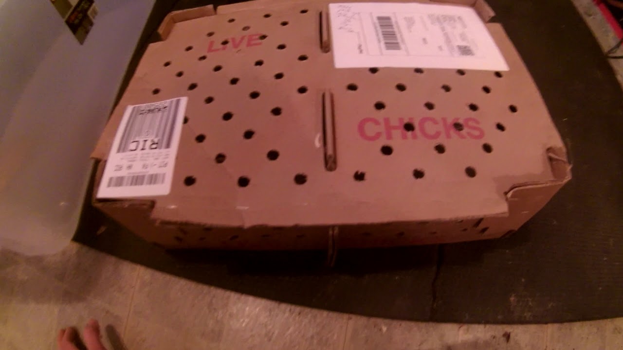 Quail Unboxing