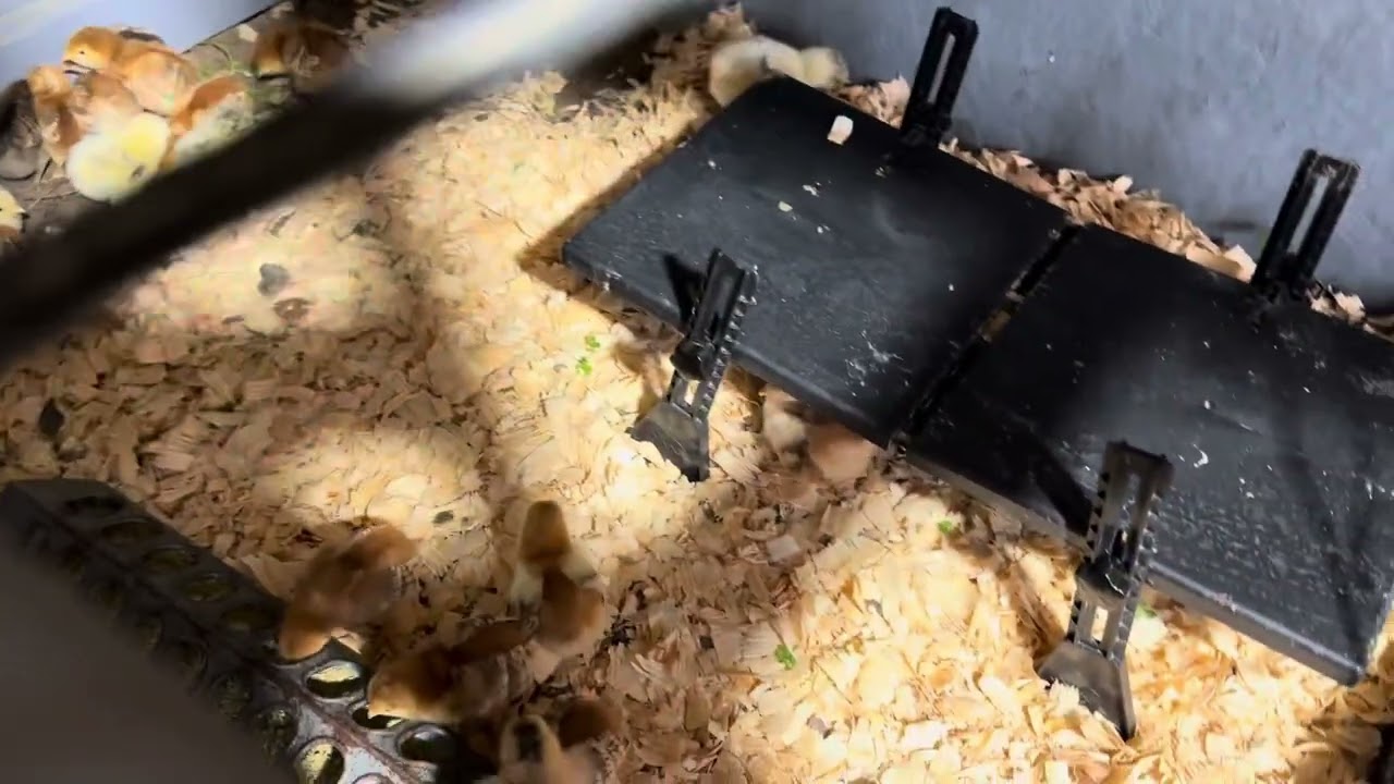 Chick Brooder Room Setup Extremely Functional