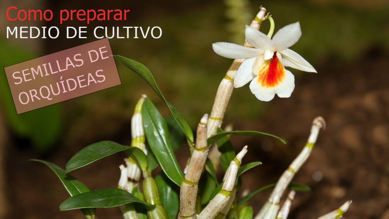 MEDIO DE CULTIVO para orquideas casero MUY FÁCIL 🌺 GERMINAR SEMILLAS ORQUIDEA PHALENOPSIS DENDROBIUM