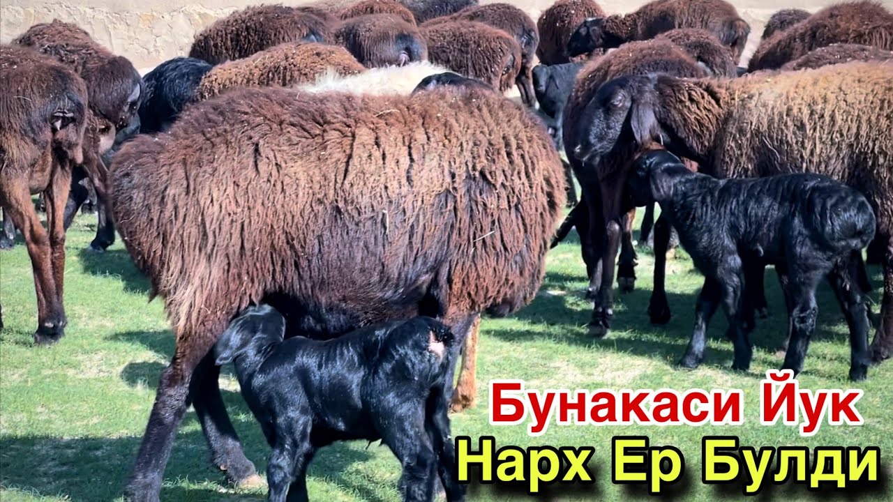 Олган Мазза Килади! ☎️+998 95 070 0516