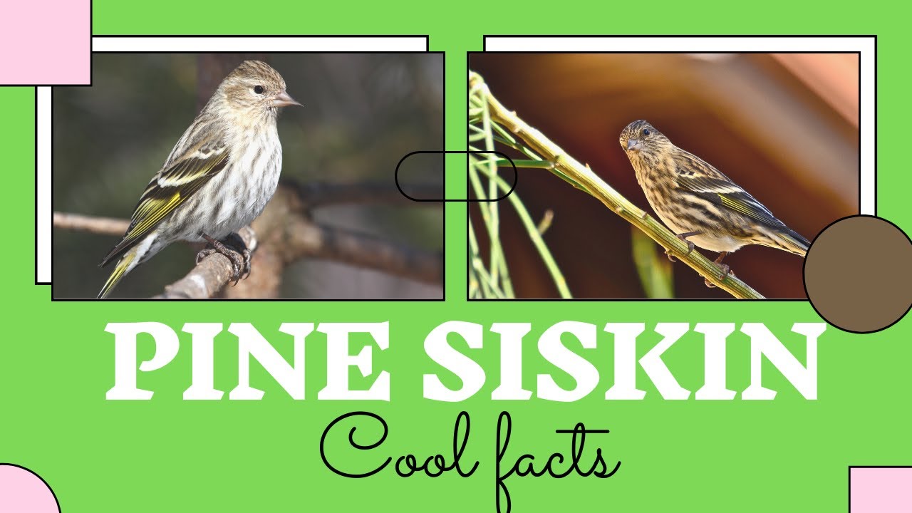 Pine Siskin facts 🦜 North American bird in the finch family