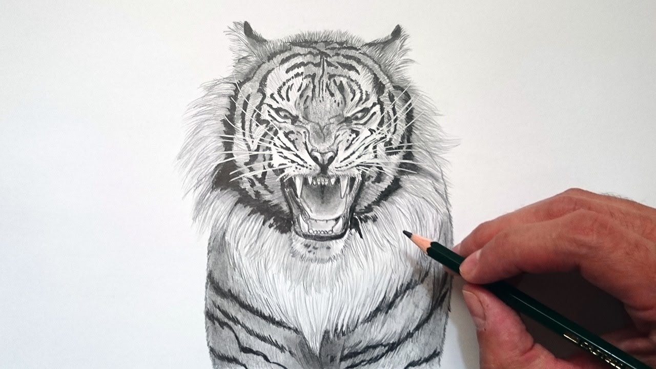 Cómo dibujar un TIGRE realista fácil paso a paso 🐯✅