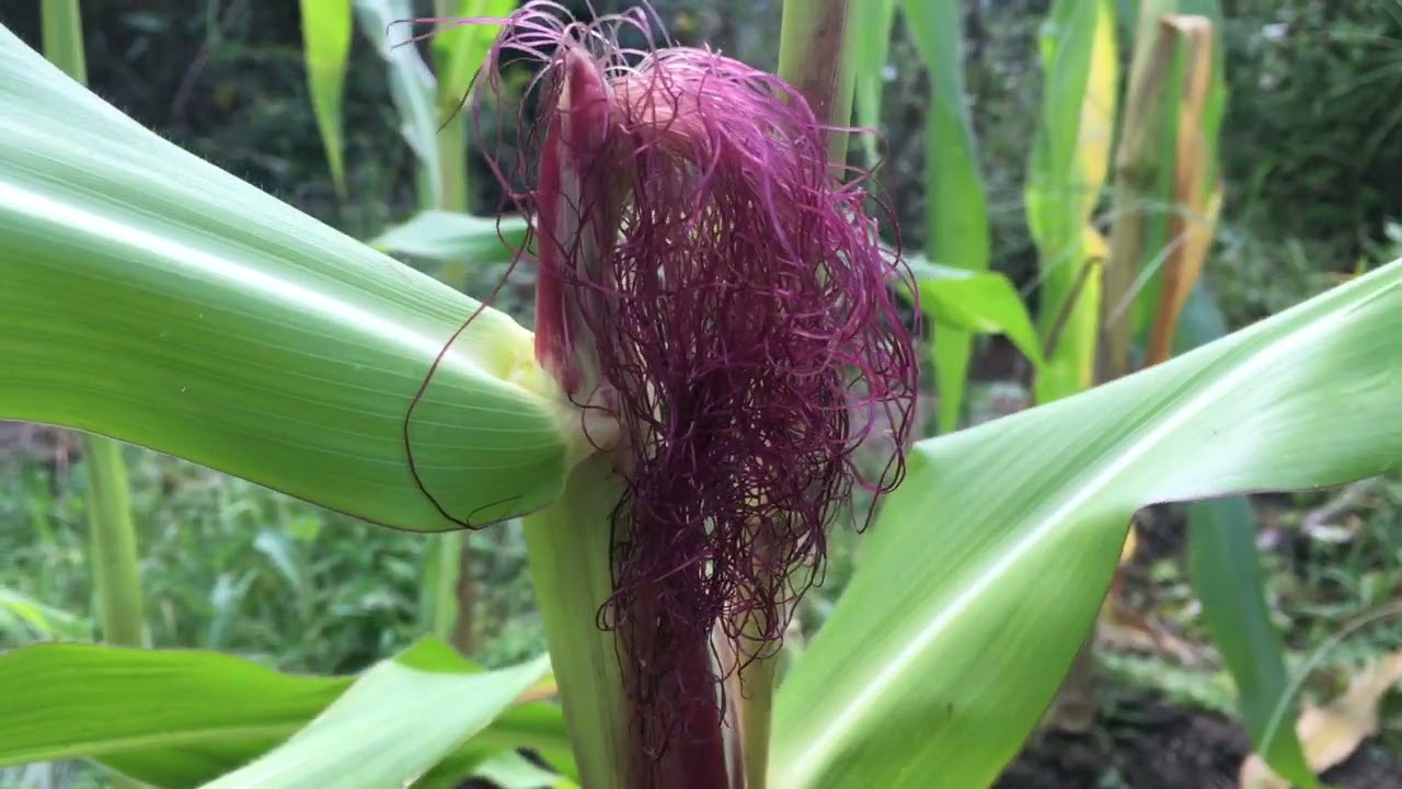 Field Notes Friday: Corn Flowers