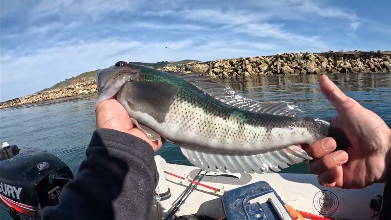 Dunedin new zealand fishing Aramoana(the mole)