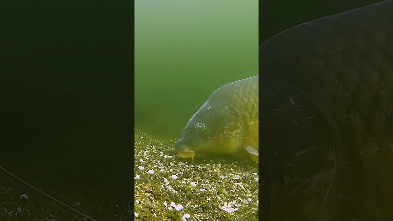 Baliq ovi sazan #sazan #sazanovi #ilonbaliq #рыба #рыбалка  #baliqovi #fishing #baliq #fish #охота