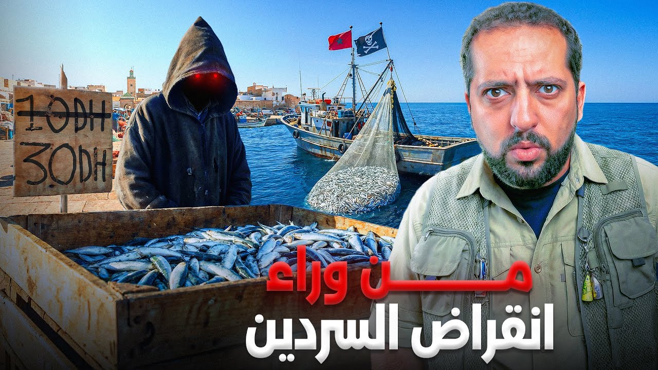 حقيقة اختفاء السرديل من المغرب