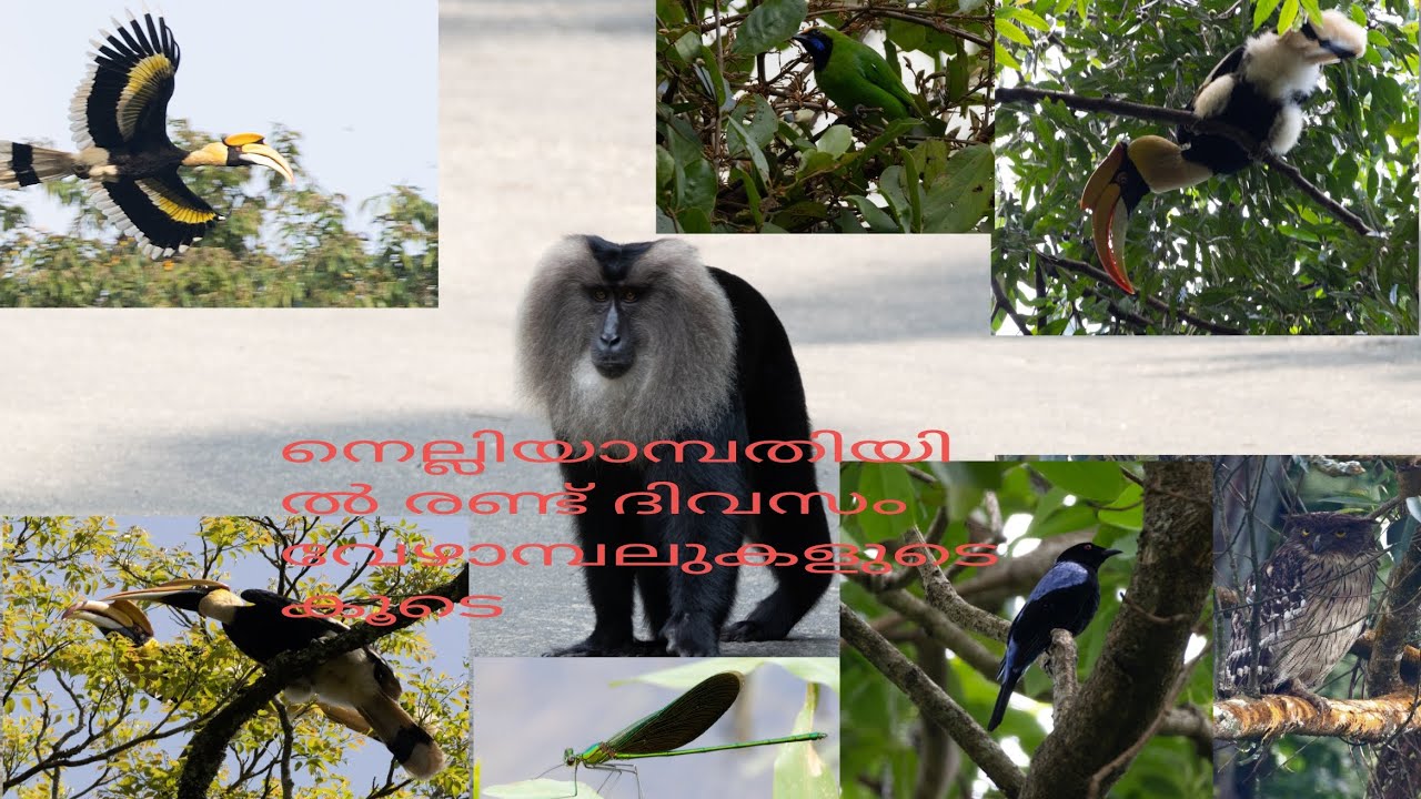 Hornbills of Nelliyampathy / Kerala animals video/ നെല്ലിയാമ്പതിയിൽ രണ്ട് ദിവസം/ വേഴാമ്പൽ സിംഹവാലൻ
