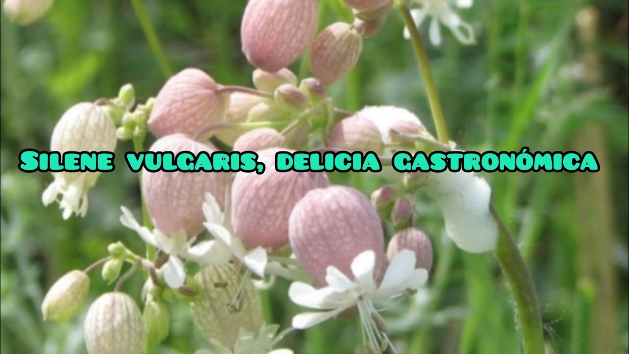 Dame más collejas!