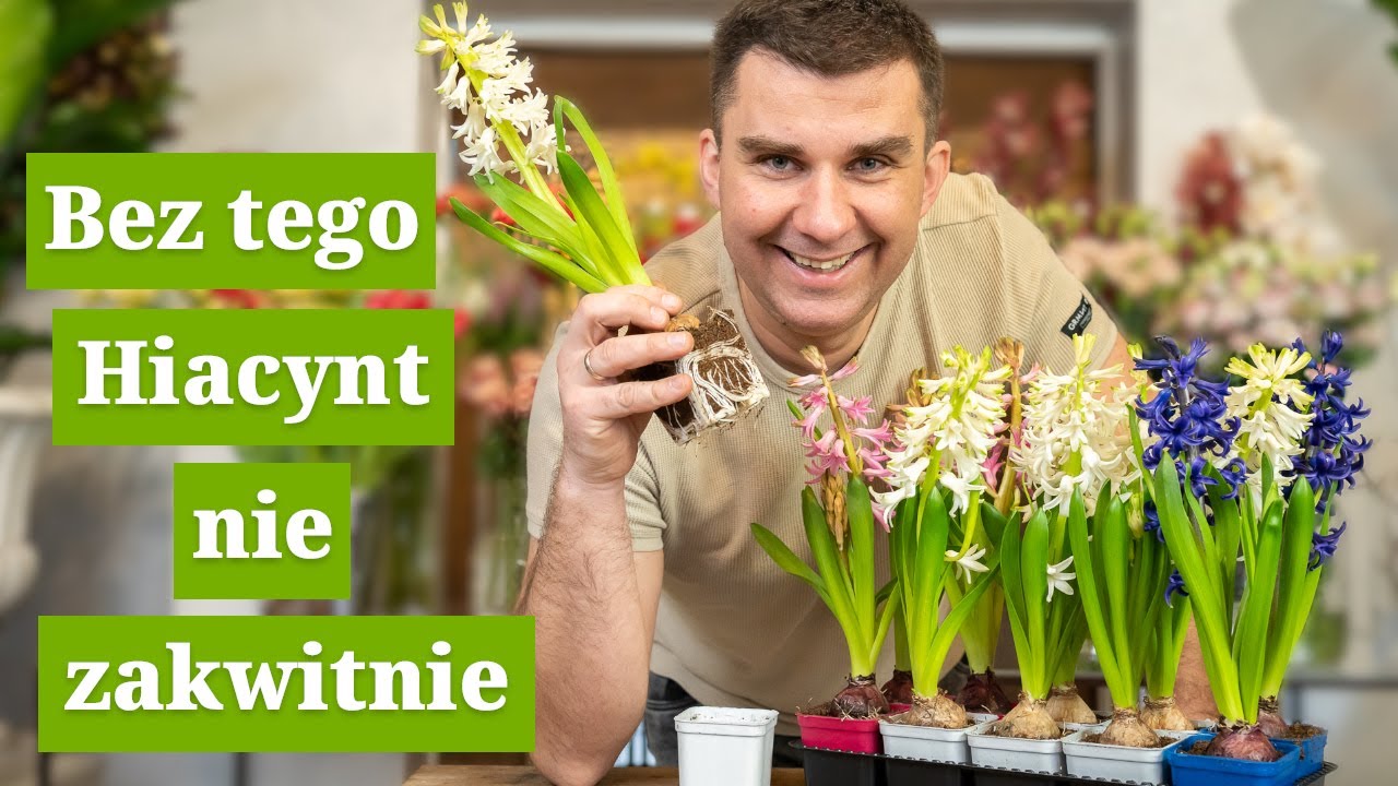Wiosenne kwiaty. Hiacynty - jak je uprawiać. Kiedy kwitną hiacynty