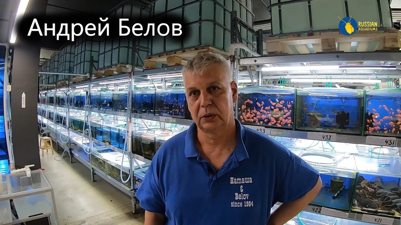 Человек, который диктует цены на рыбок. Андрей Белов. Аквариумистика. Компания Наташа & Belov