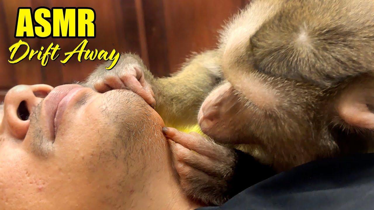 Ultimate Close-Up Monkey Grooming & ASMR Mouth Sounds | Drift Away Relaxation