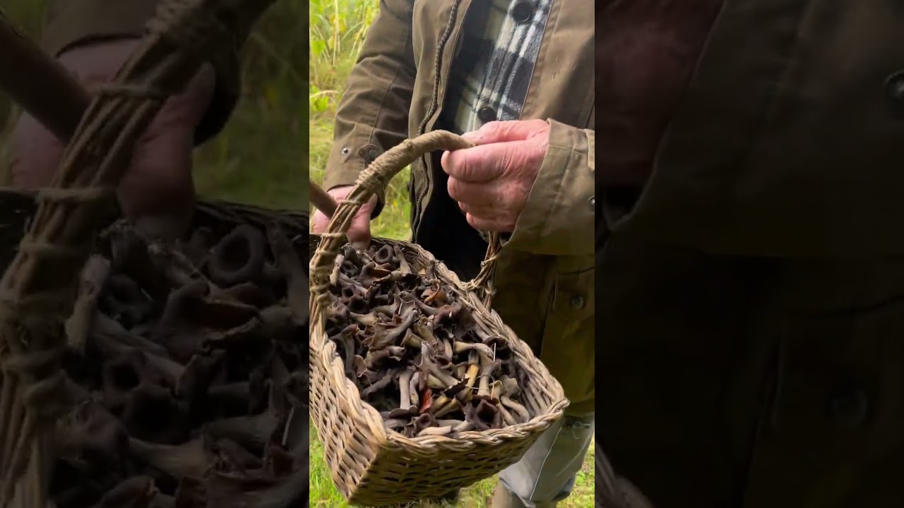 La cueillette des champignons