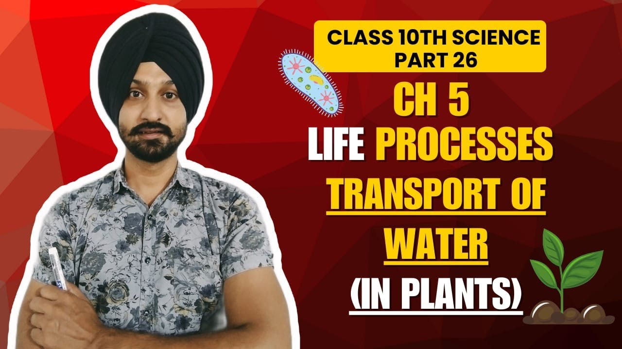 Transport of Water in Plants | Xylem, Root Pressure & Transpiration 