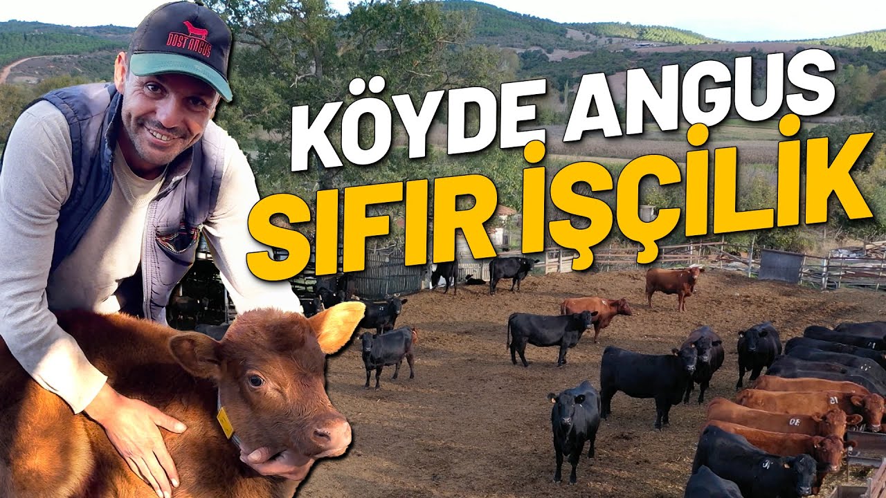Çanakkale’de Kendi Angus Sürüsünü Kuruyor |  Gebe Angus Rasyon, Maliyet, Randıman, Buzağı Bakımı