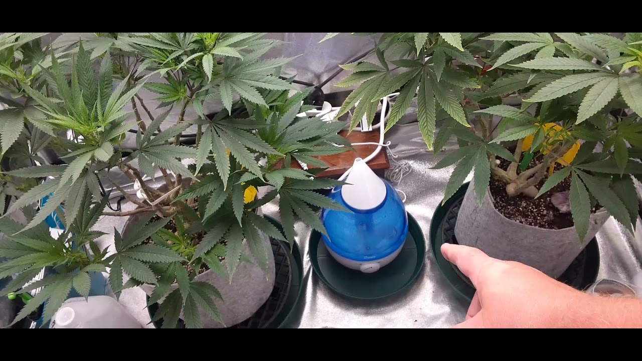 Jack Herer from ilgm.com week 2 of flower with Remo Nutrients