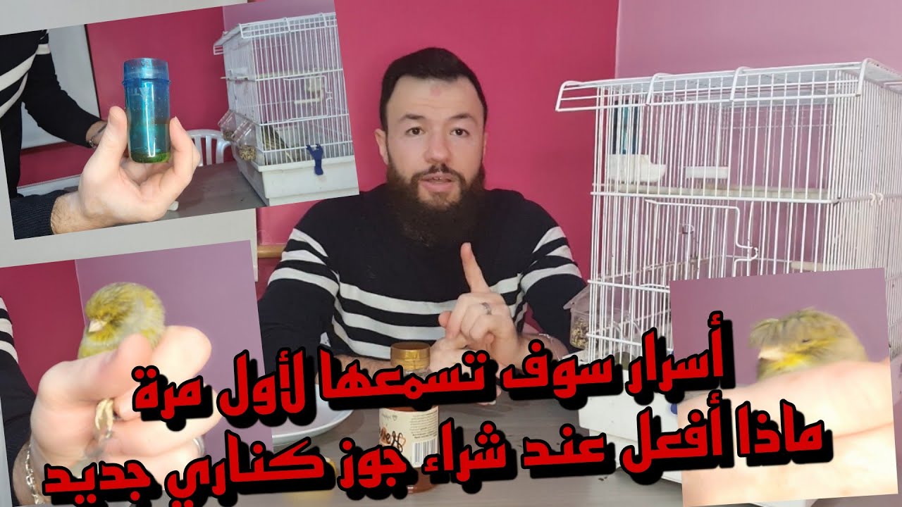 شراء كناري جديد او حسون او بادجي ⚘ماذا أفعل وكيف اتعامل مع طيور الجديدة اهم المنقيع للوقاية 💪