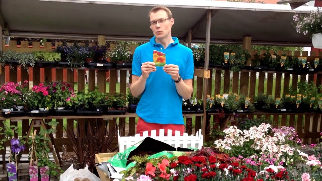 Bloml&aring;da Softy Hur man odlar krasse | StayHome.se