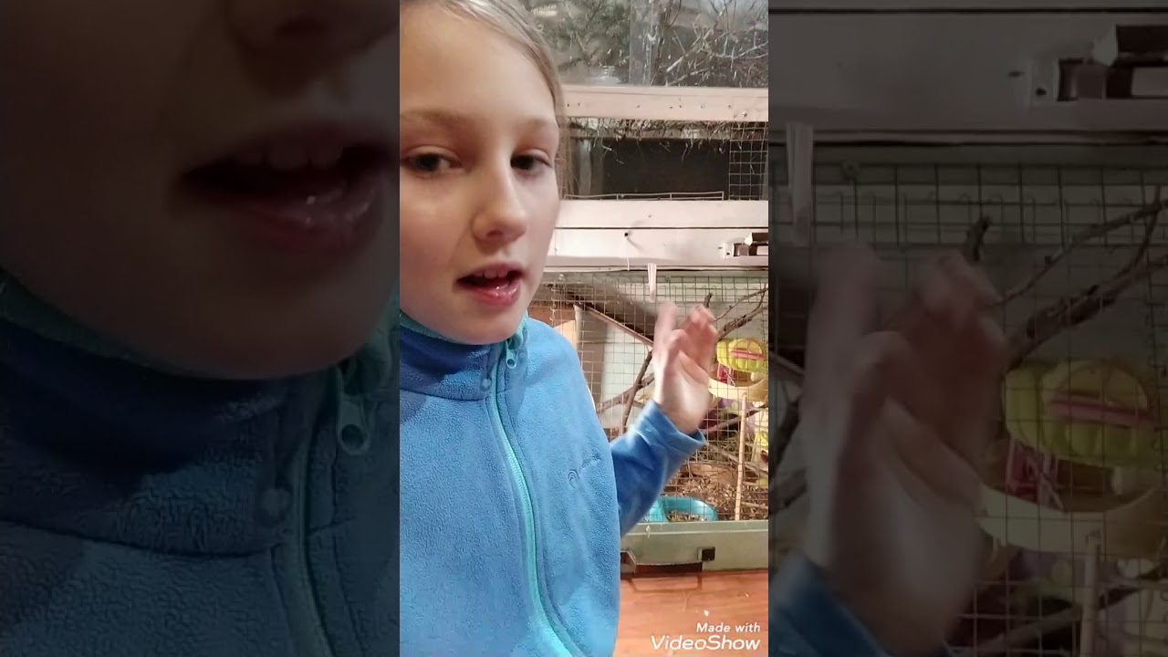 Уход за Дегу...