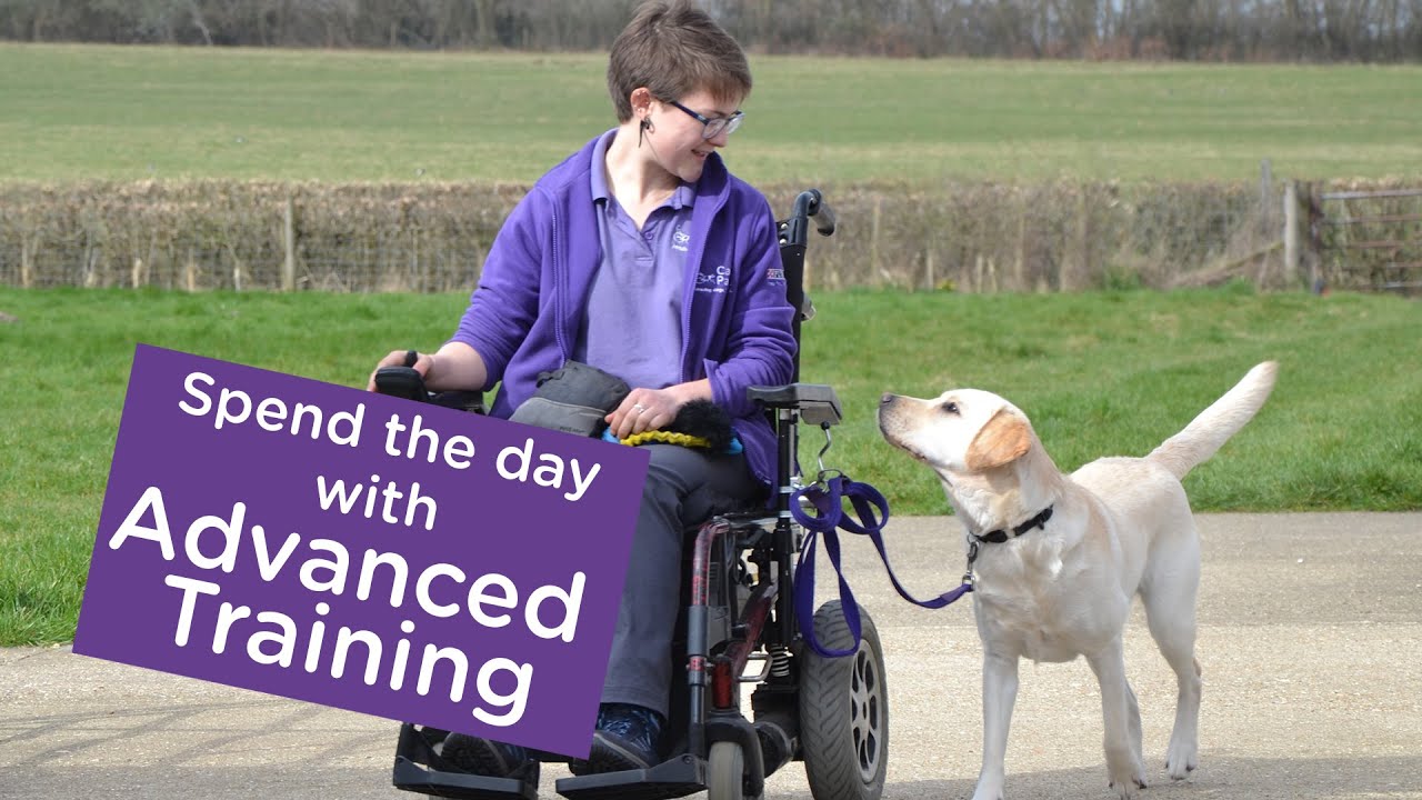 Spend the day with Advanced Training | Canine Partners