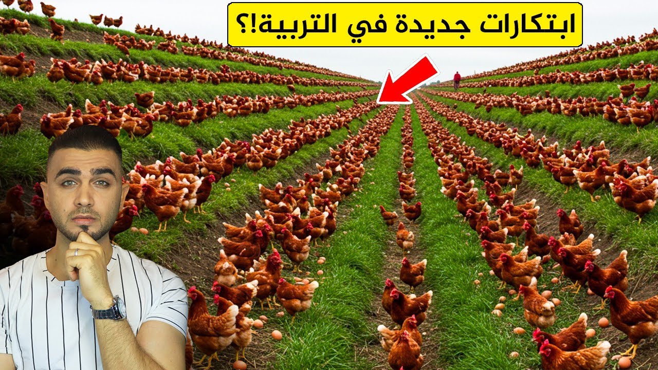 تربية الدجاج بطرق لا تخطر على البال😱 تنافس شديد بين الصين وأمريكا في مزارع الدجاج🤔