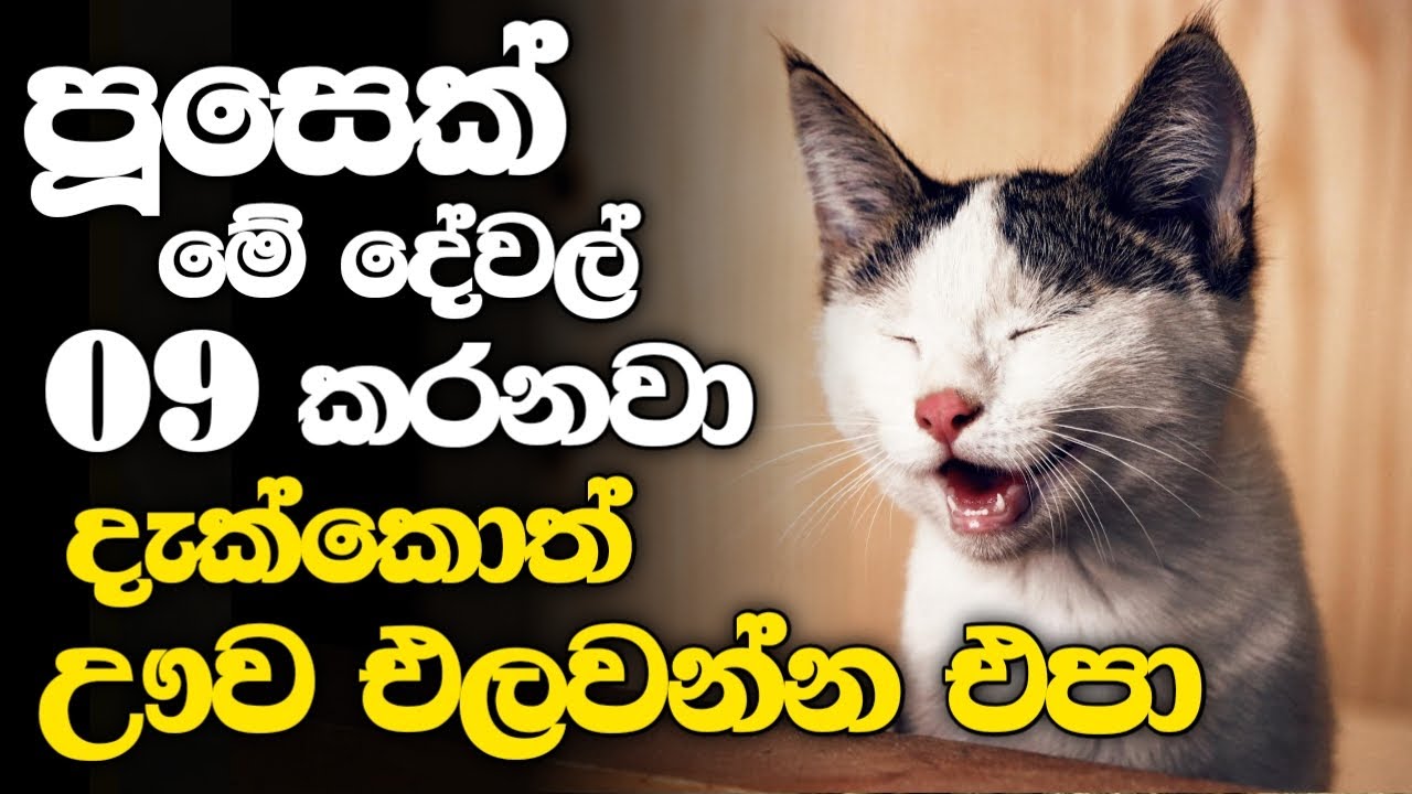 පූසන්ගේ මේ අද්භූත සලකුණු 09 දැක්කොත් ඔයාගේ කරදර කාලේ සදහටම ඉවරයි - ගෙදර සල්ලි ඉතිරේවී.