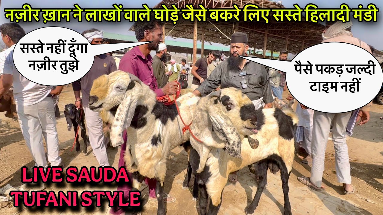नज़ीर ख़ान ने लाखों वाले घोड़े जैसे बकरे लिए सस्ते हिलादी मंडी love_sauda GoatMandi2025 @farmingbaba