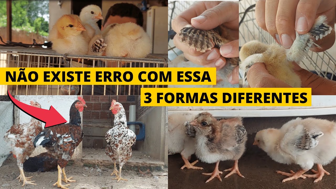3 Formas Diferentes para saber se o Pintinhos é Macho ou Fêmeas