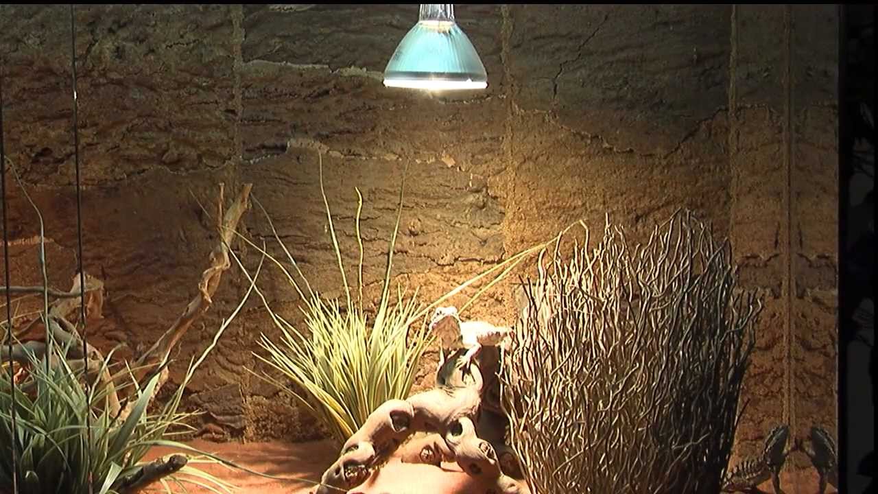 Beleuchtung im Terrrarium