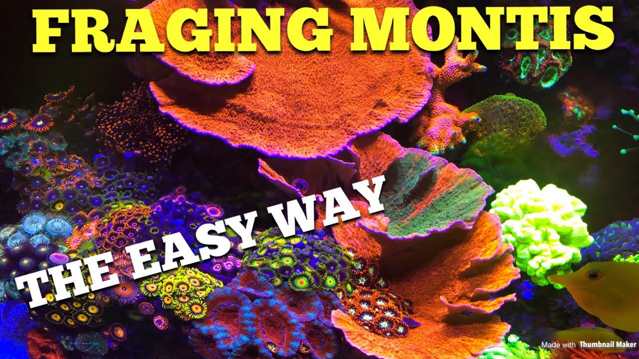 Fraging Montis 🤙🏼 (The Easy Way)