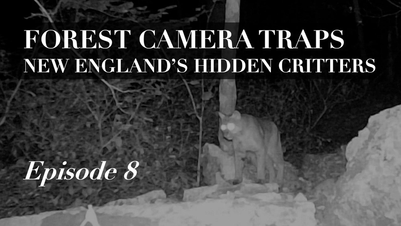 Camera Traps in a New England Forest