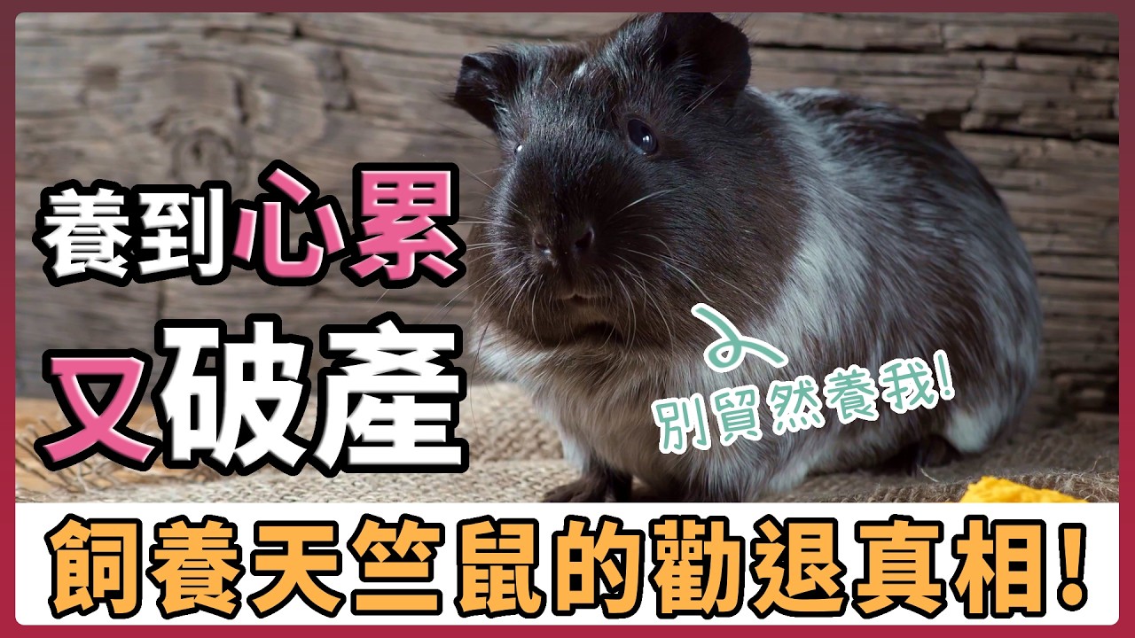 勸你別養天竺鼠！養天竺鼠養到心累又破產!？業者不會跟你說的「硬核級」真相！【不踩雷養鼠攻略】