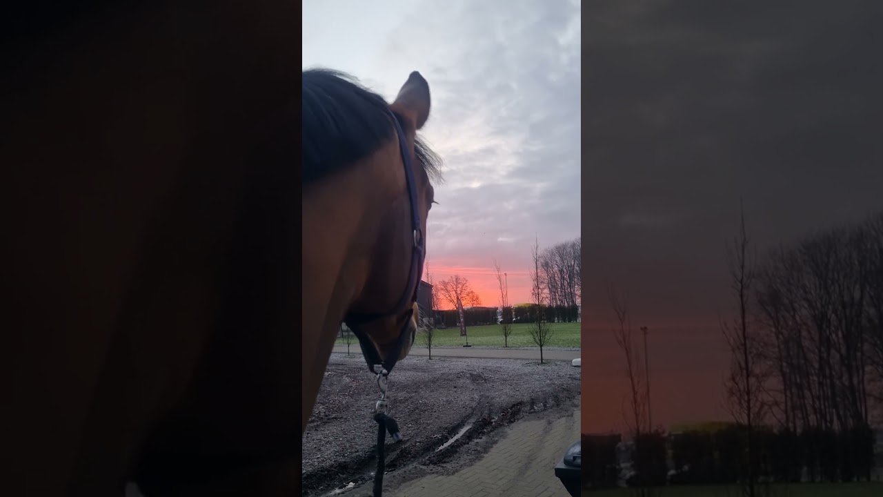 #music #cover #singer #love #acousticcover #horse #soundhorse #equestrian #stalliongroup #horsewhisp