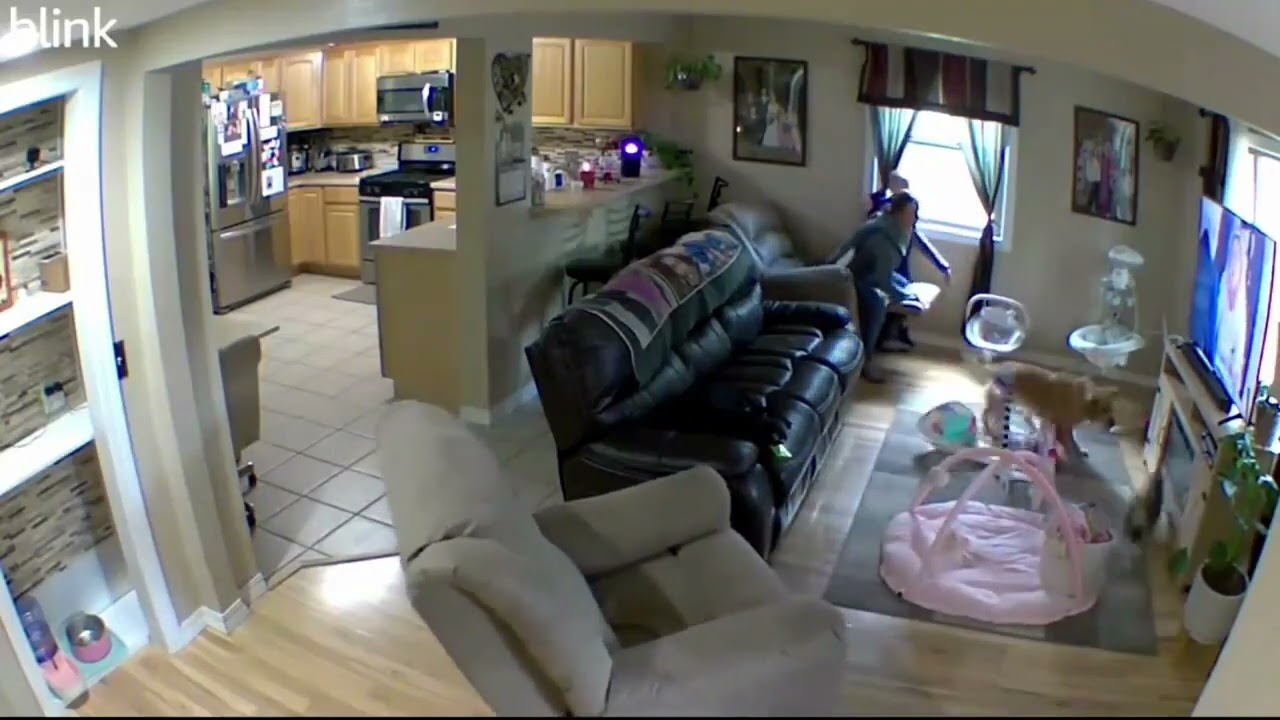 Boy gets taught a lesson after he accidentally stepped on his cats tail #shortsvideo