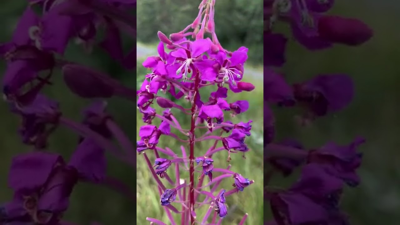 Fireweed in Alaska