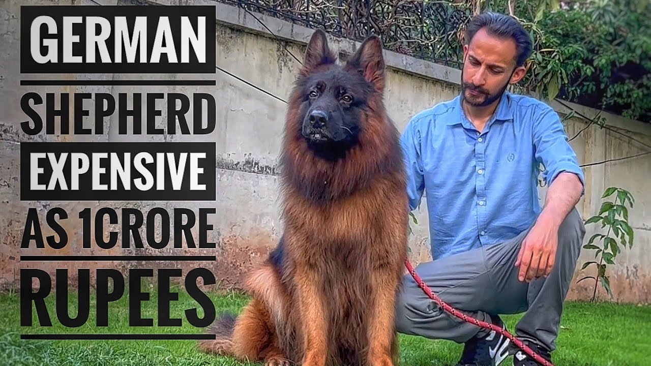 Top Quality German Shepherd Long Coat Dogs