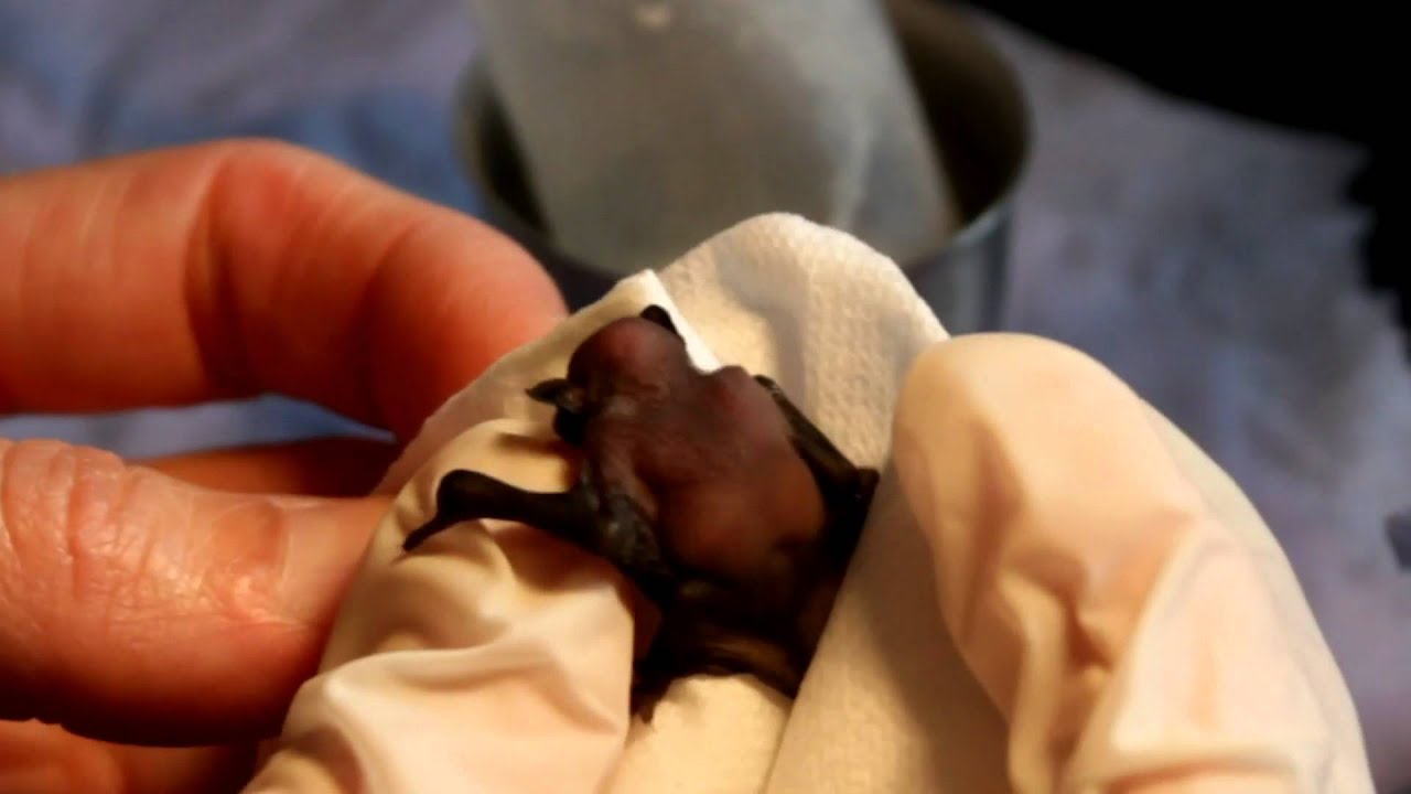 Tiny Orphaned Baby Bat Being Hand Fed