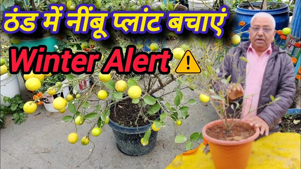 सर्दी में नींबू का पौधा कैसे बचाएं | Lemon Plant Care in Winter | नींबू प्लांट विंटर केयर