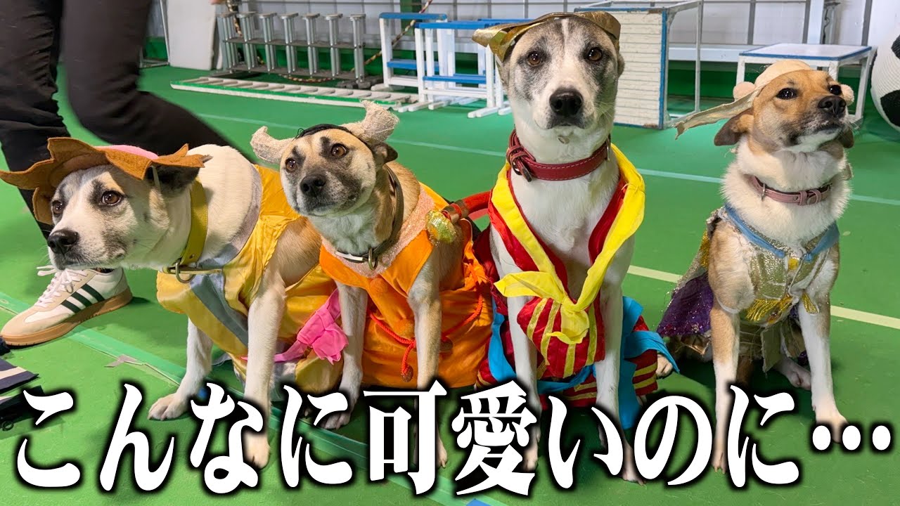 こんなに可愛いのに、残念だけどこのまま捨てます…【今までありがとう】