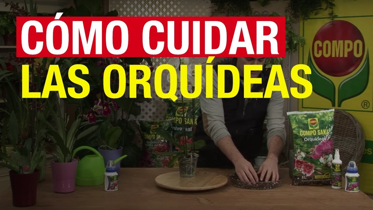 Cómo cuidar las orquídeas - COMPO Jardinería