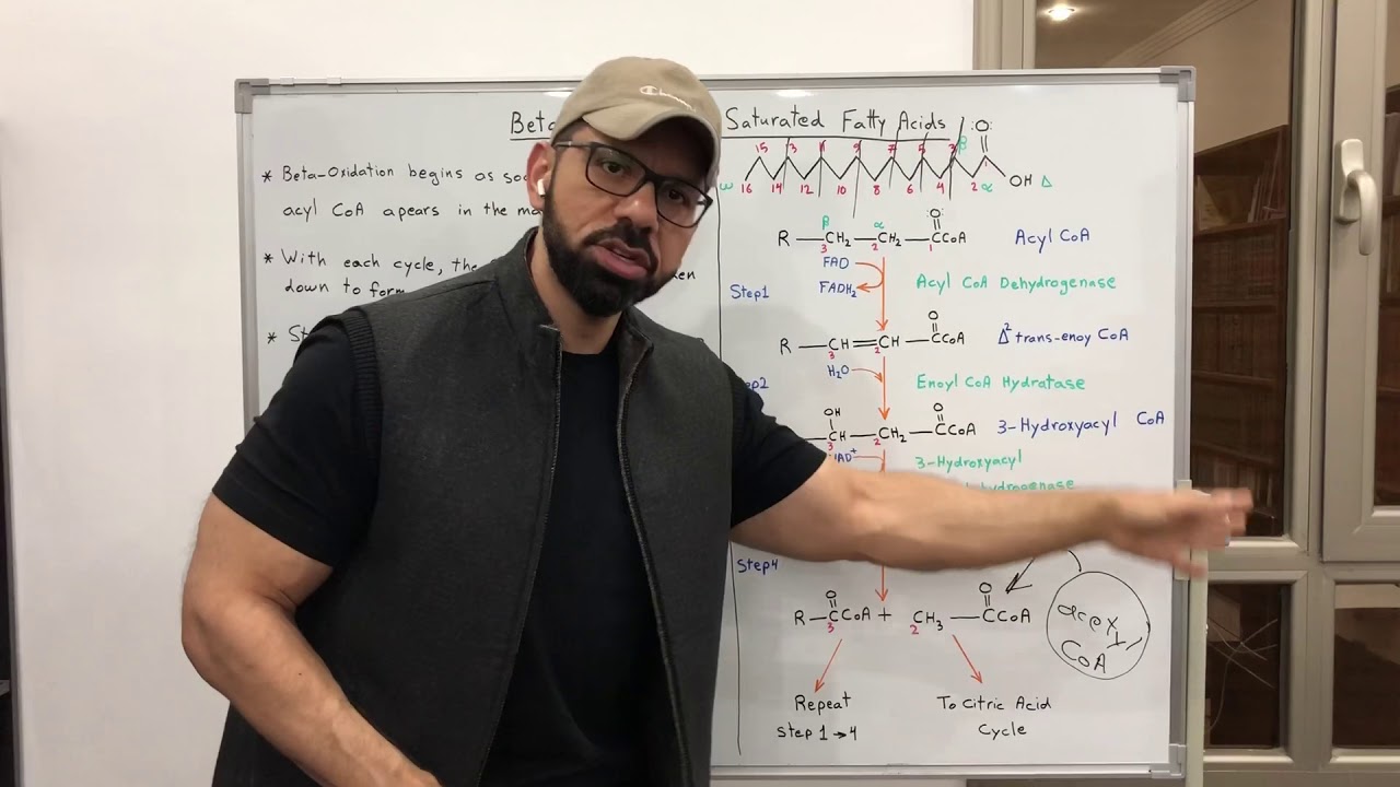 أكسدة الدهون المشبعة Beta-Oxidation of Saturated Fatty Acids
