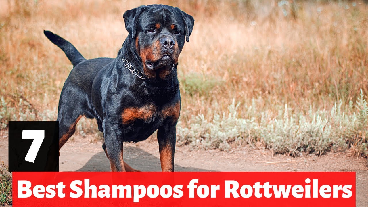 7 Best Dog Shampoos And Conditioners For Rottweilers