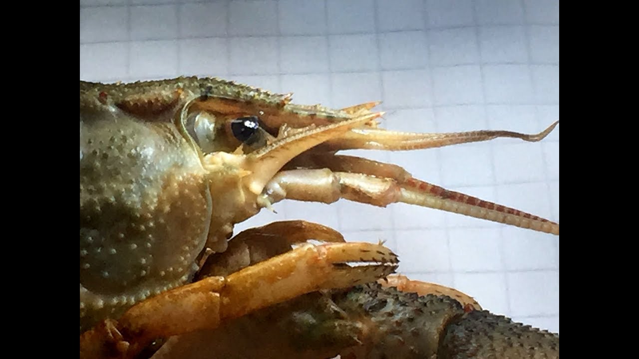 RACUL de LAC (Astacus leptodactylus) * Lacul Snagov * Fundatia Snagov