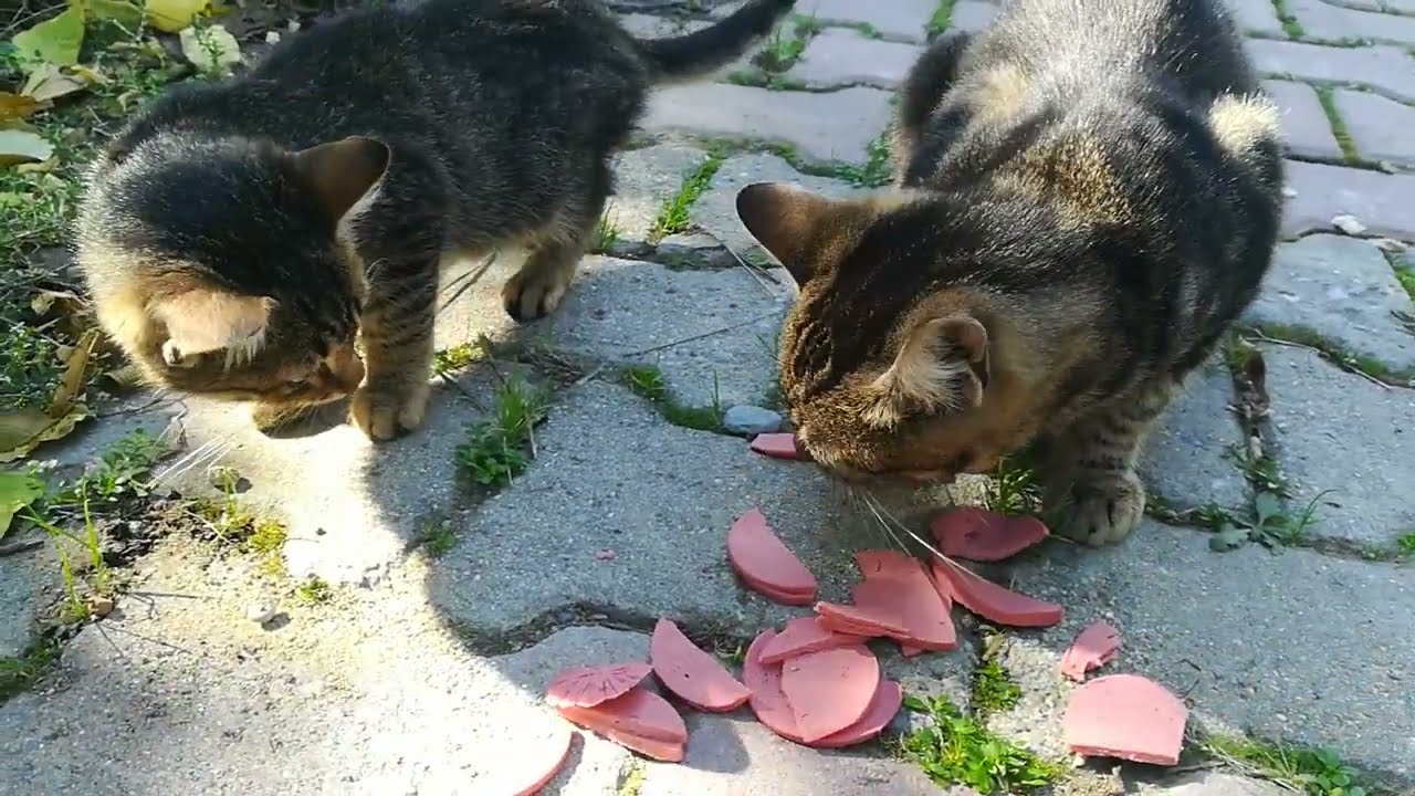 Poor little tabby cat living on the street  🐱🐈 #cat #catlover #theplanetofcats