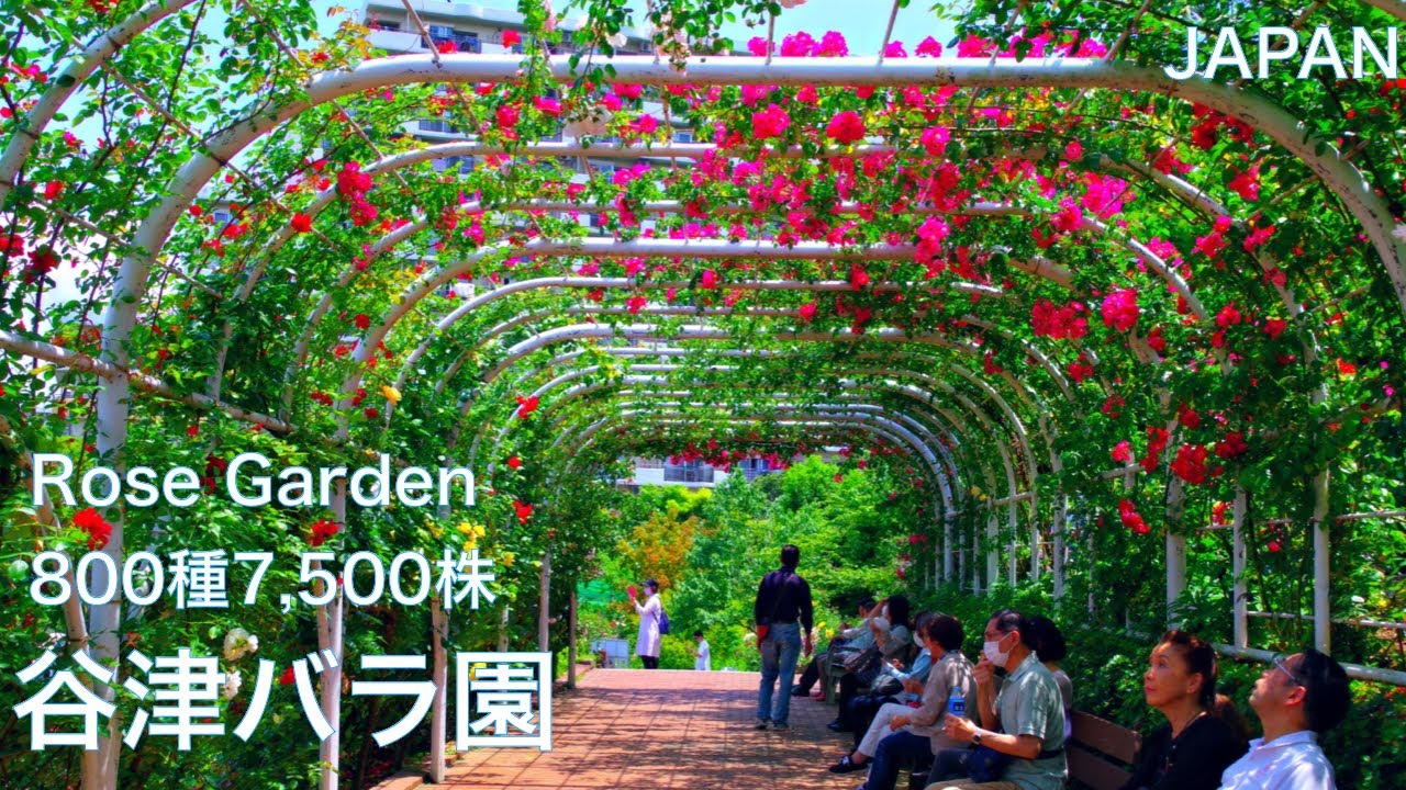 【谷津バラ園：薔薇】800種類7,500株のバラが咲く広大なローズガーデン　千葉　観光地　Rose Garden in Japan