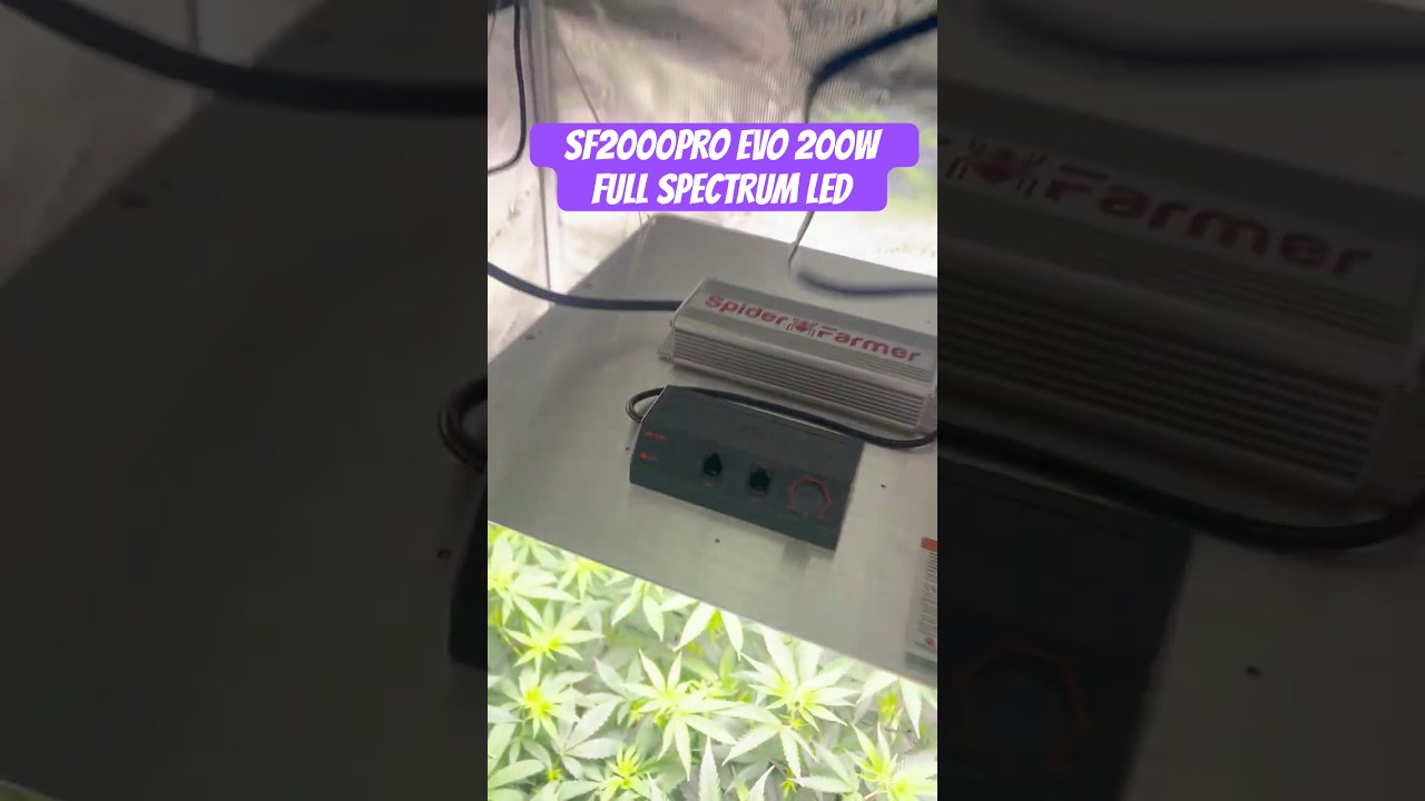 SF2000PRO EVO 200W Full Spectrum LED Grow Light Preview #crazybud #420 #growled