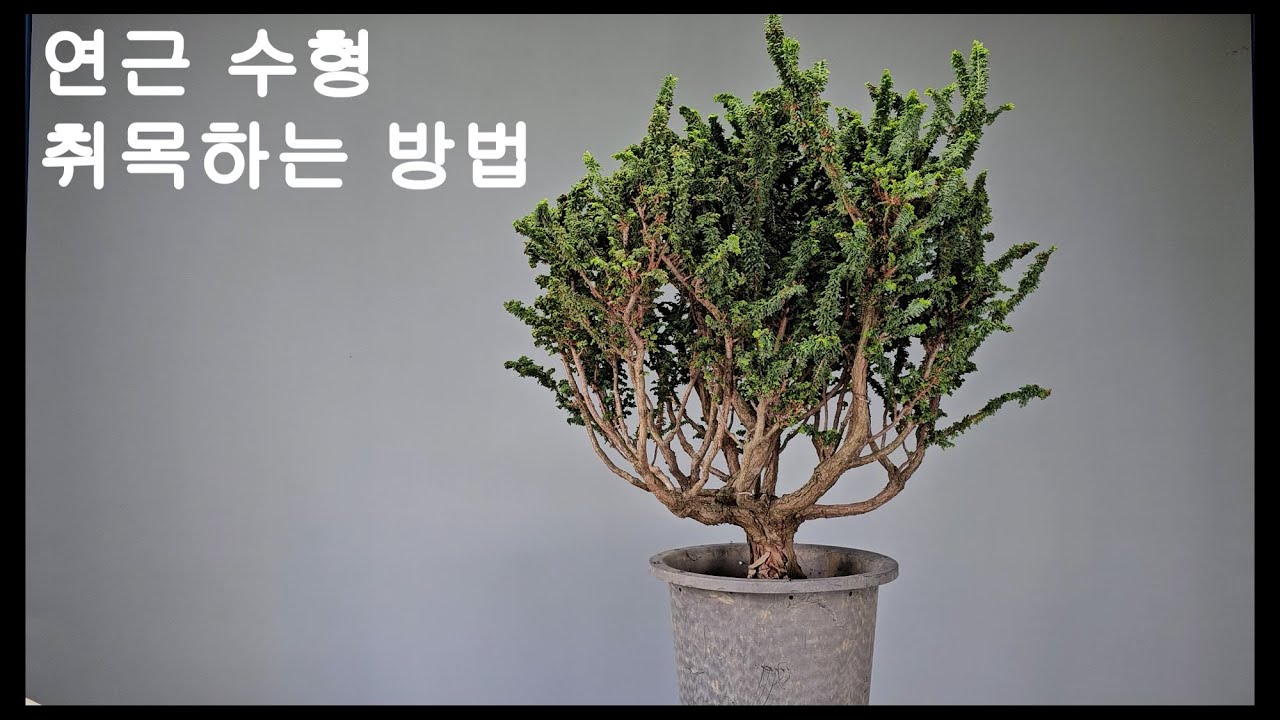 연근 수형 취목하는 방법 | BONSAI