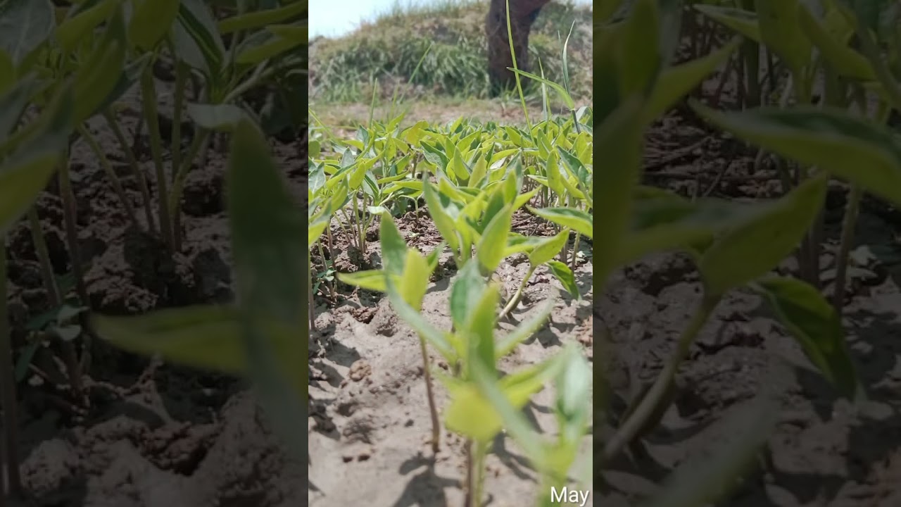 🔥 Nature Sky 1903 Mirch Ka Kamaal! 🌶️ 2025 Mein Record Tod Fasal | High Yield Upright Variety!