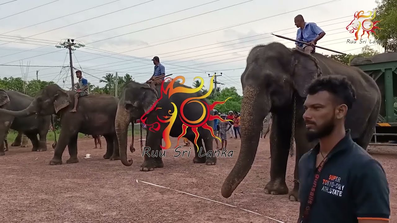 Elephants Race  | Hinatiyana Dammaloka Viduhal Kridanganaya 2022 Ali Race